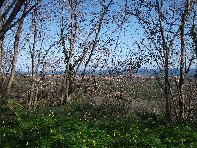 mpa Falconiera-Vecchia ferrovia 20100131 083